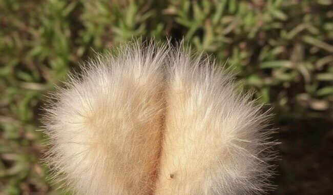 Spinefree cactus recommendations